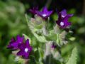 Anchusa undulata subsp. hybrida